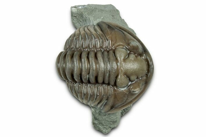 Partially Enrolled Flexicalymene Trilobite - Indiana #325809